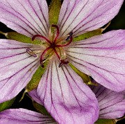 Geranium viscosissimum incisum - Sticky Geranium  18-9422a